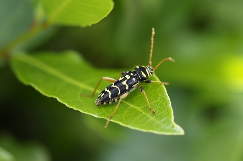 Plagionotus arctuatus sur feuille de laurier. Jardin Nestin. Véronique Côme